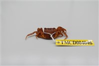 藏品(角額仿相手蟹)的圖片